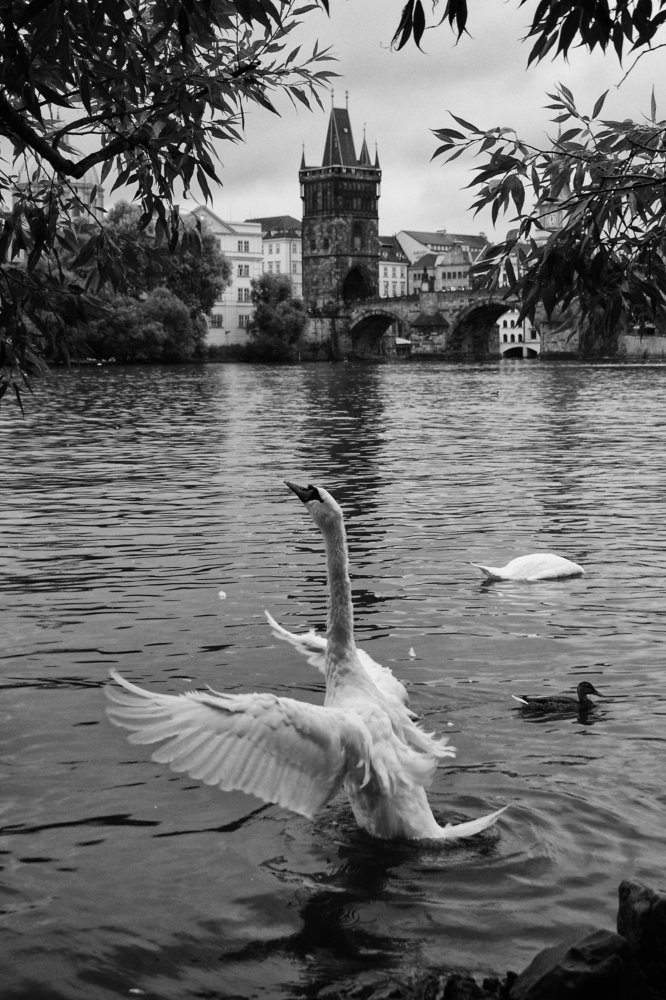 Prague Swan