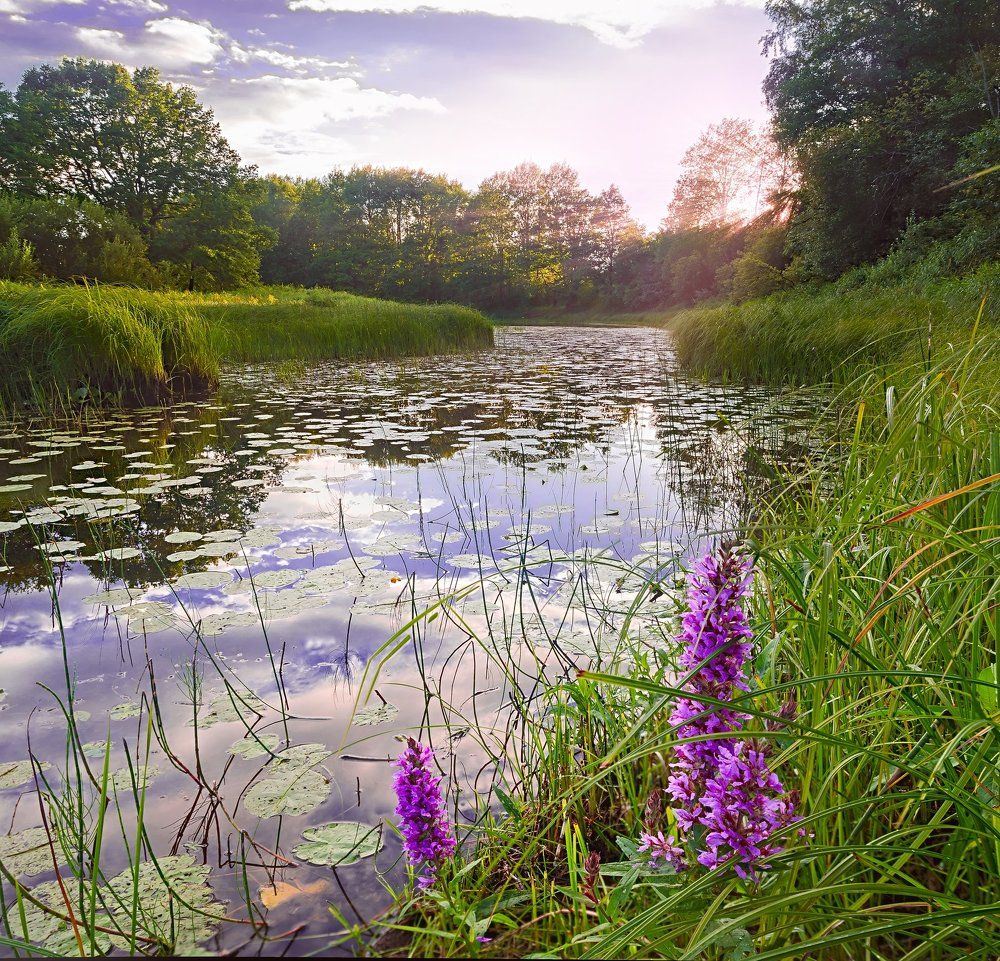 Речная заводь