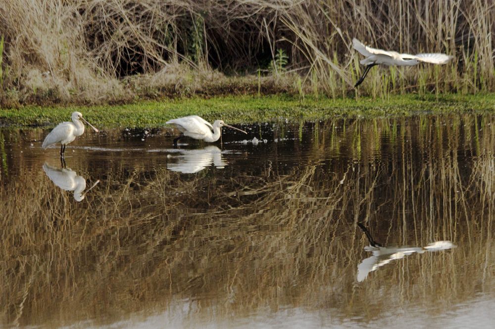Птички перелетные