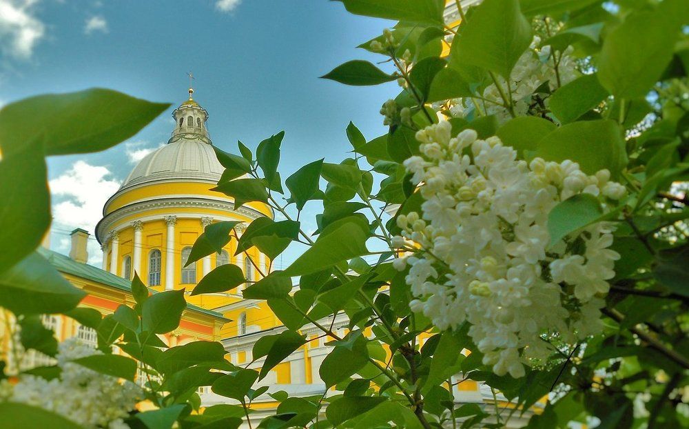 Сирень