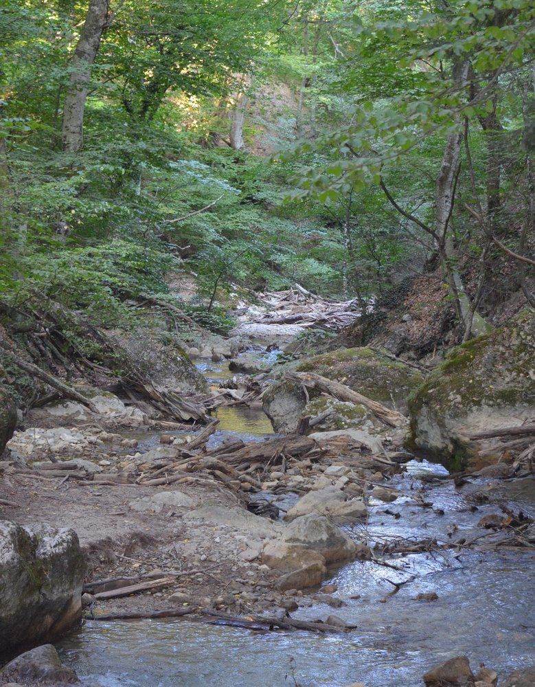 ручей в буковом лесу
