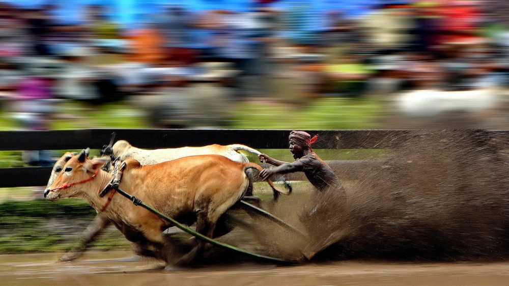 The Bull Race