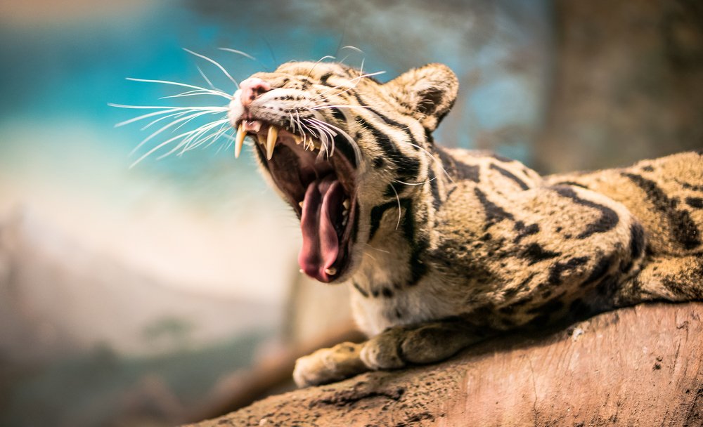 Дикое Зевотное