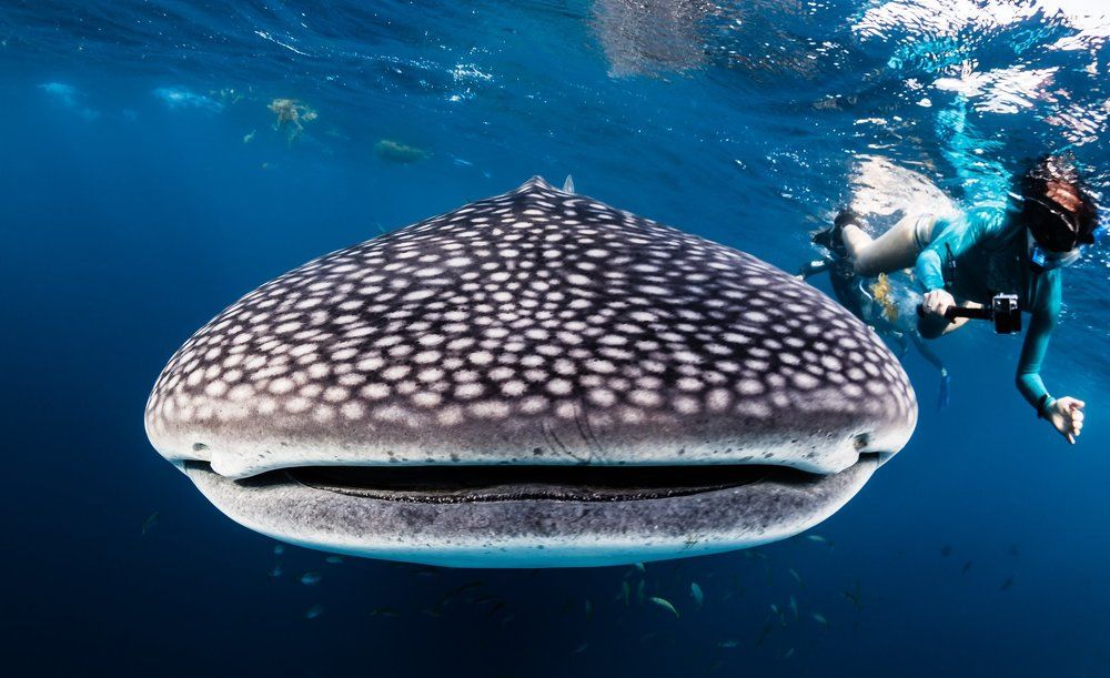 Китовая капля