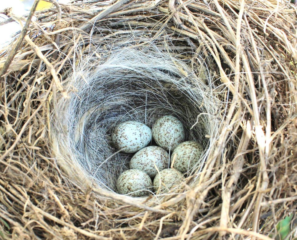 Брошенное гнездо.