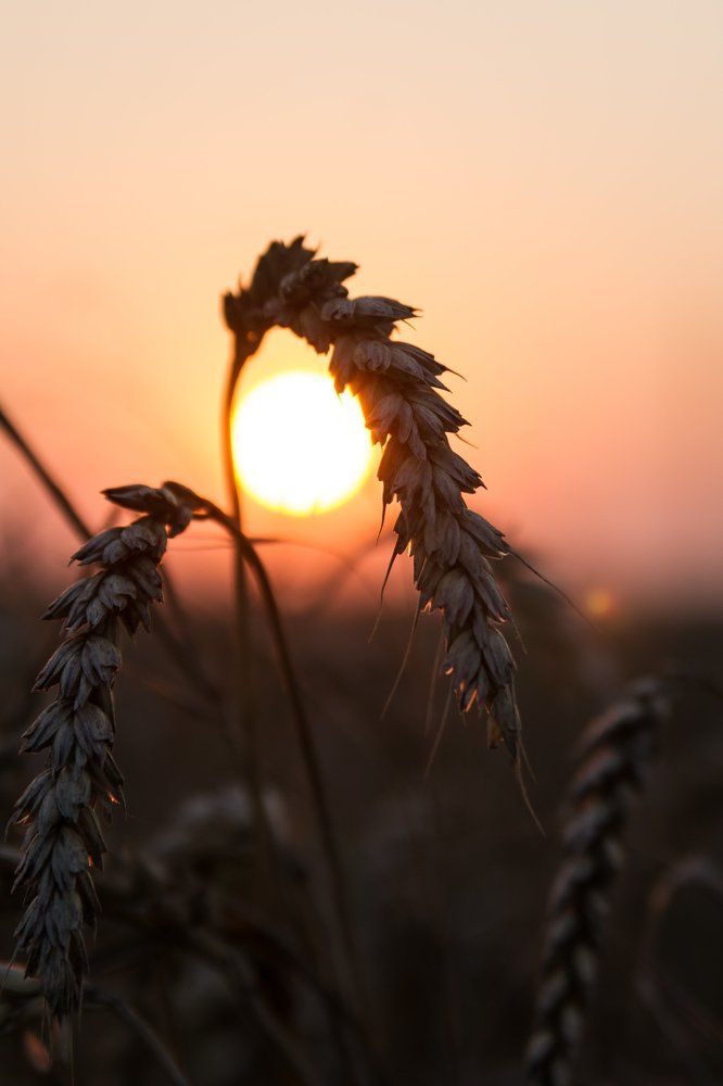 Хлеб созрел