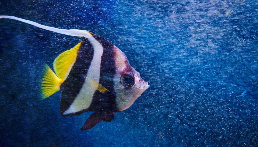 В подводном потоке