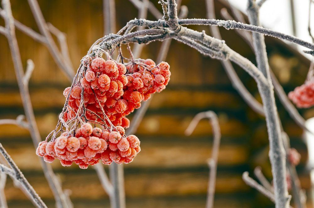 Гроздь рябины морозным утром