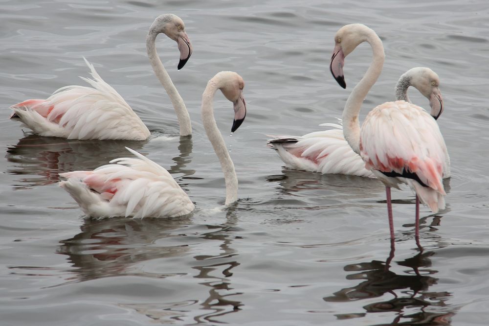 Фламинго