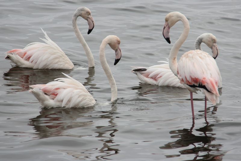 KLara Neikov, Israel