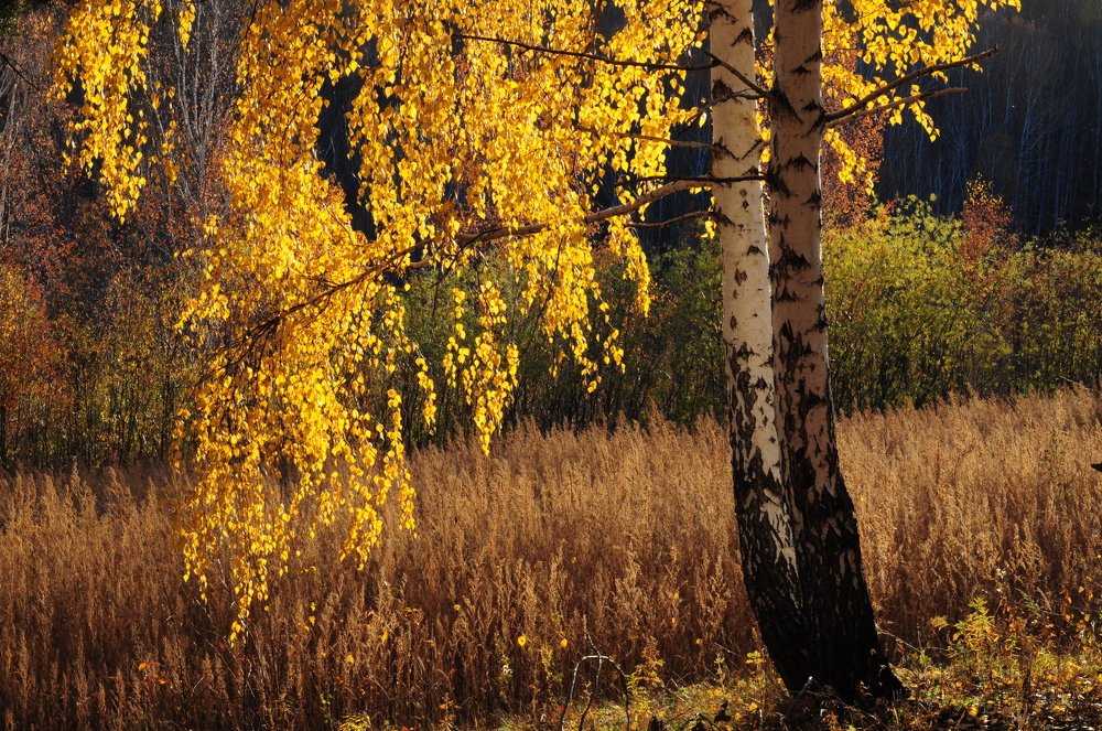 Уходящая натура.