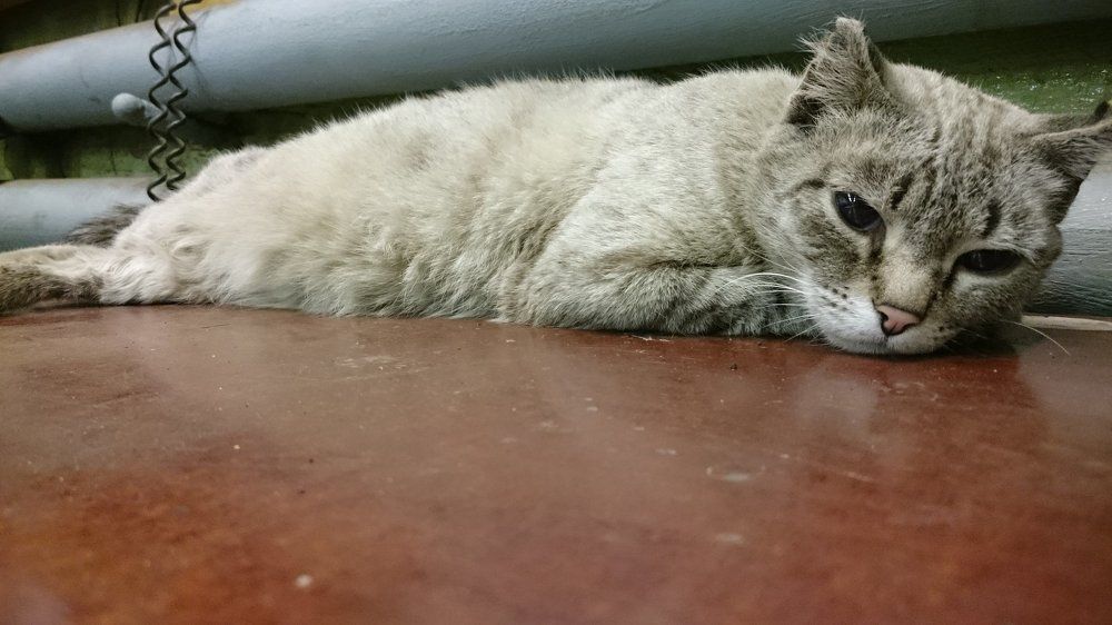 О чем мечтают кошки...