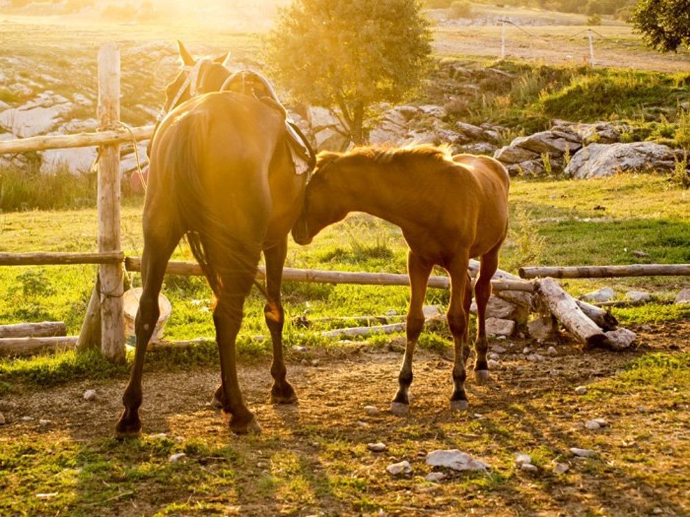 На склонах Ай-Петри