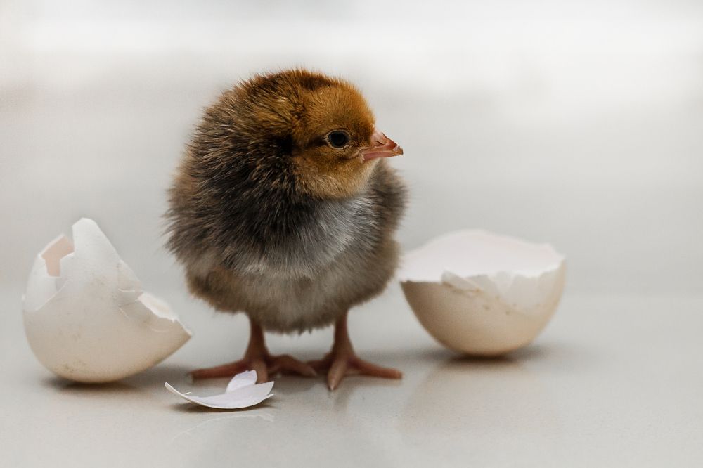 Здравствуй, мир!