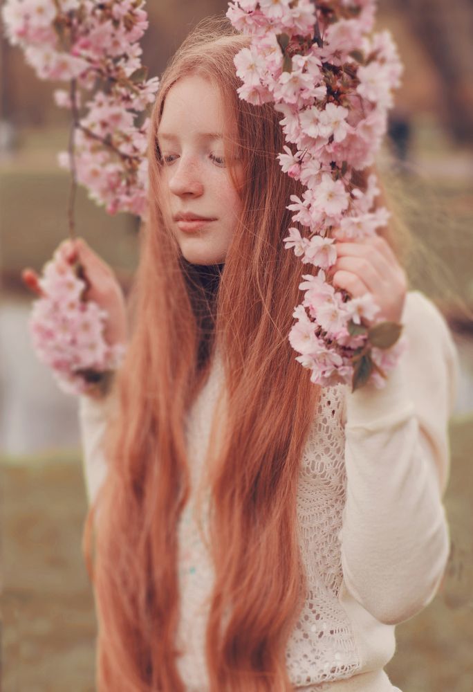 Рыжик в сакуре