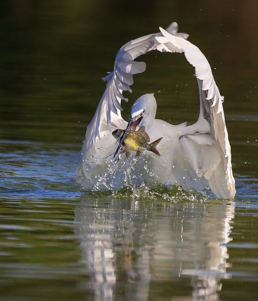 Белый колдун