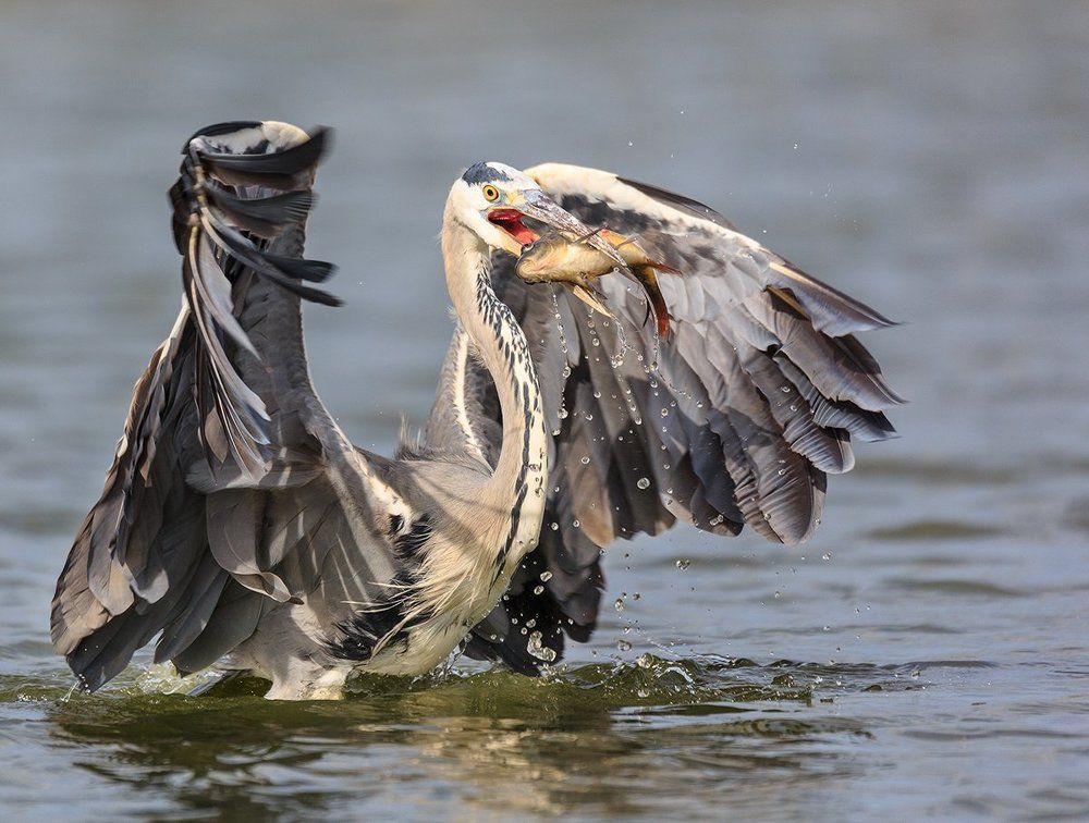 птеродактиль