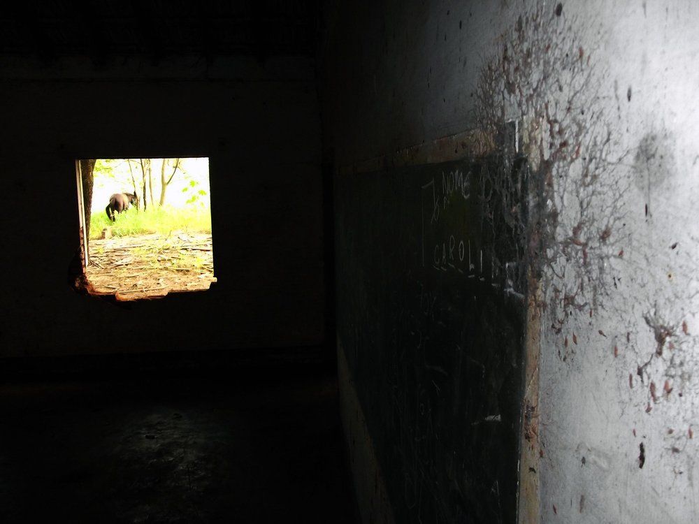 A school window with a horse