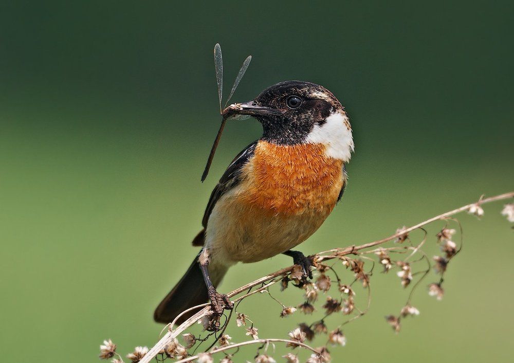 Чекан черноголовый (Saxicola rubicola).