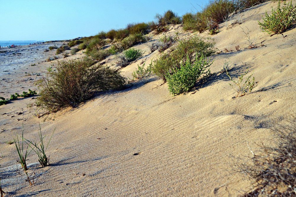 пустынный берег