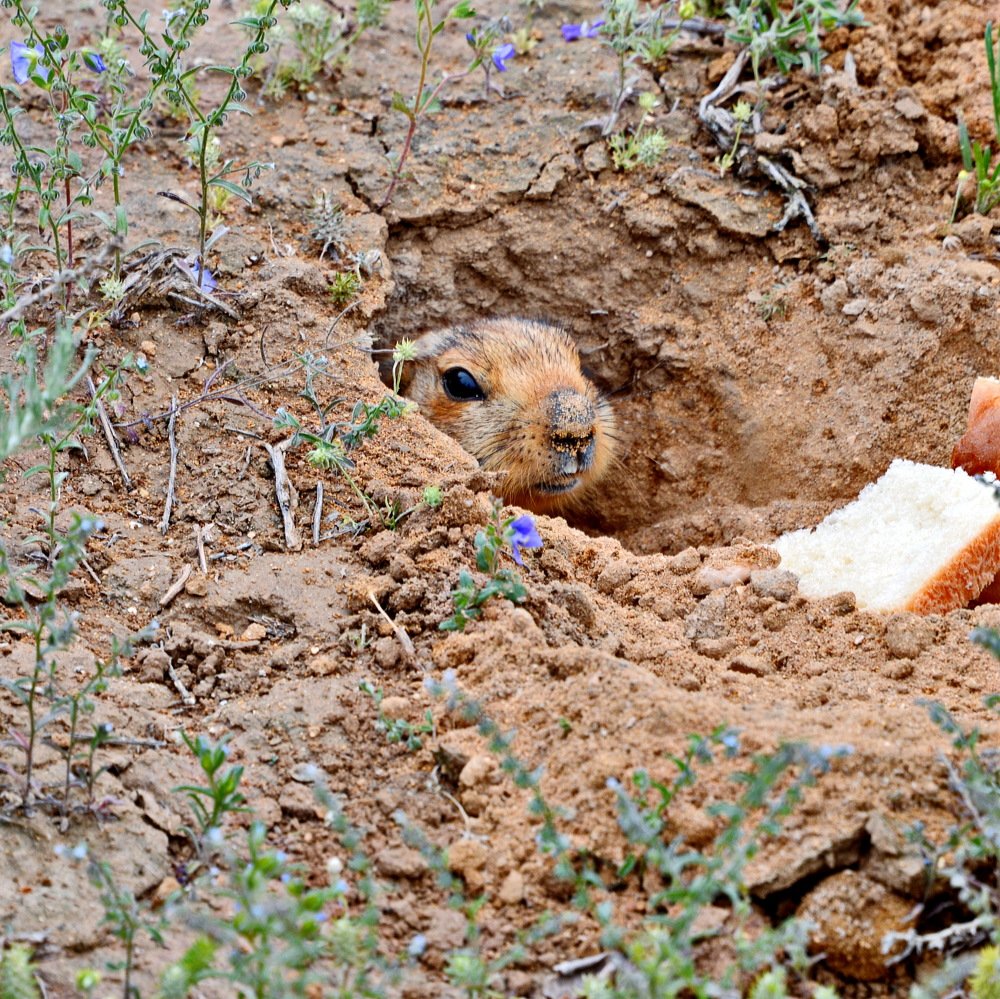 Братья меньшие наши