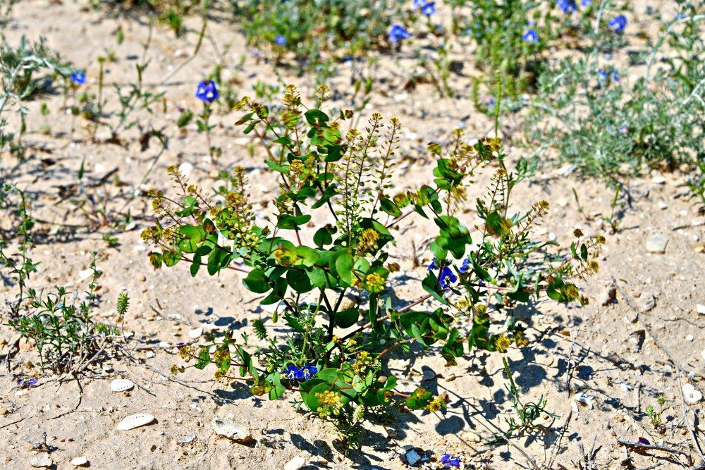 Цветы пустыни