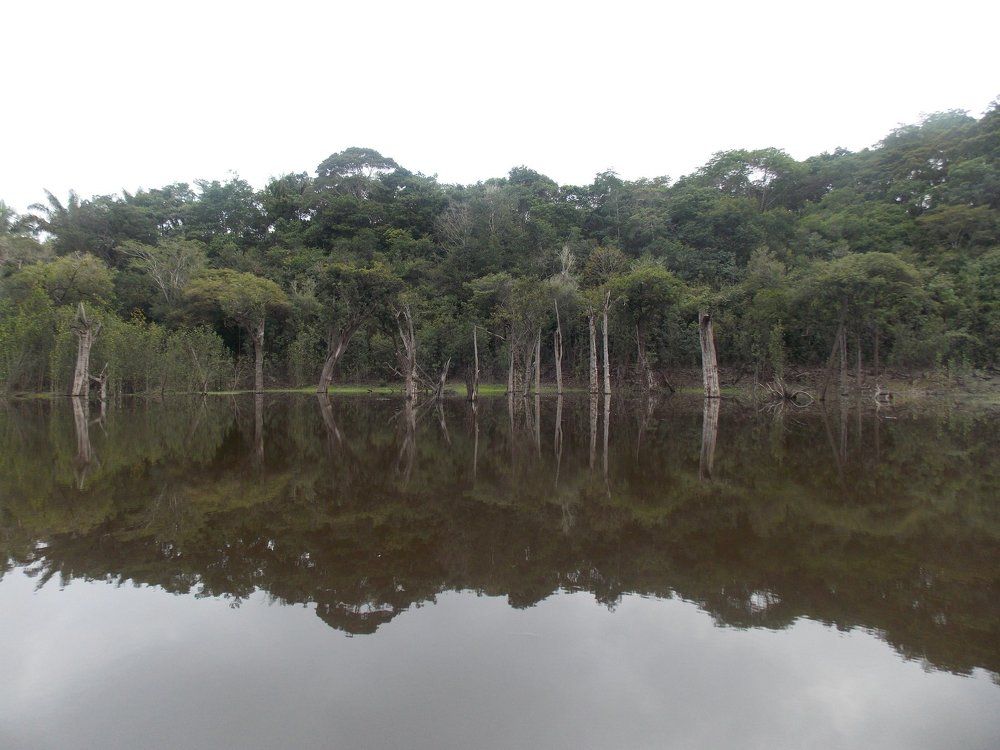 AMAZÔNIA