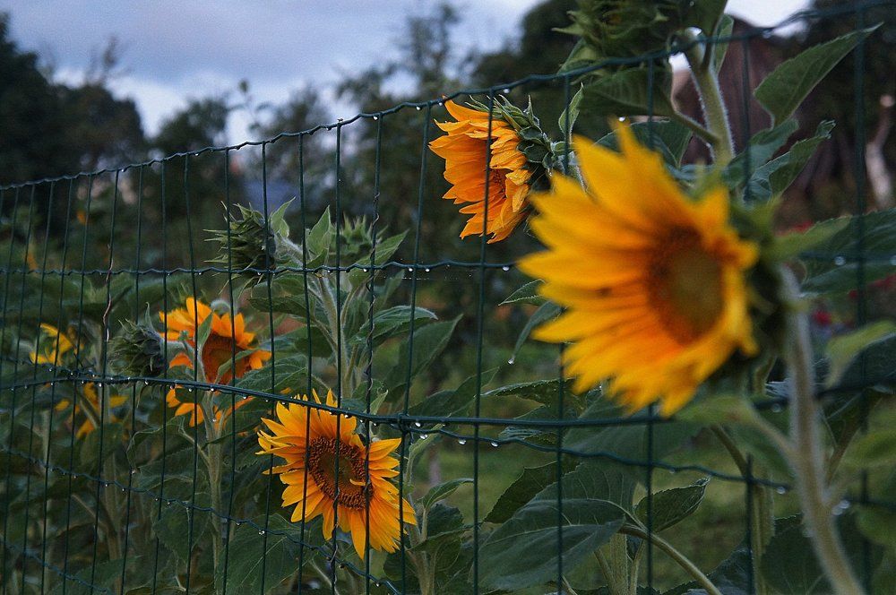 Сонные подсолнухи