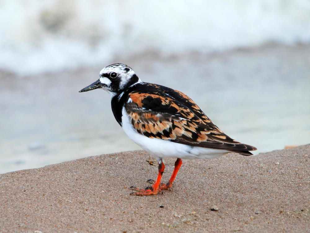 красные сапожки (взрослая камнешарка)
