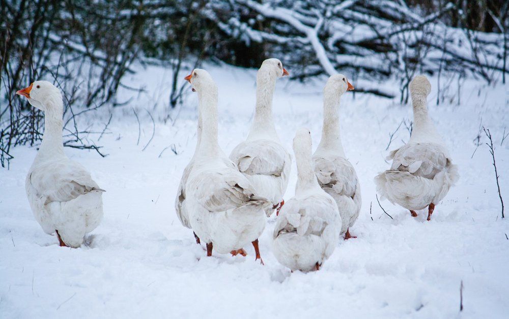В оттенках природы