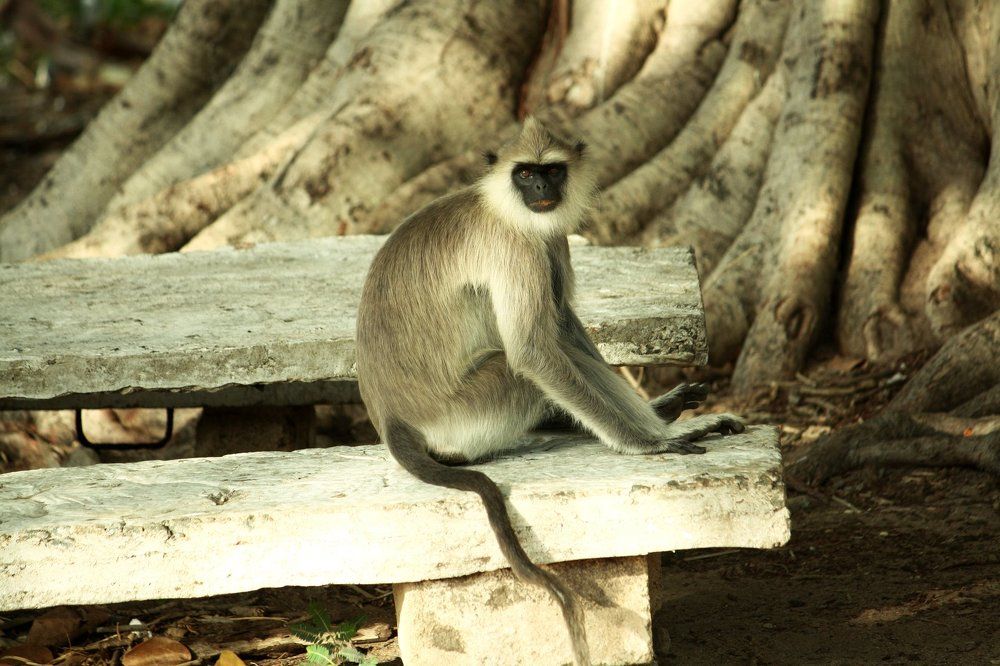 Лангур Хануман