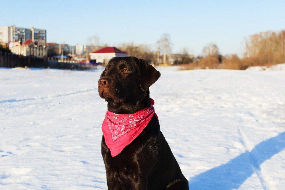 Лабрадорка