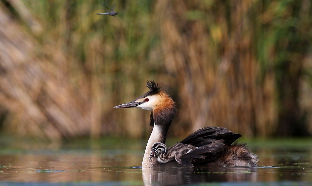 Чомга с птенцом