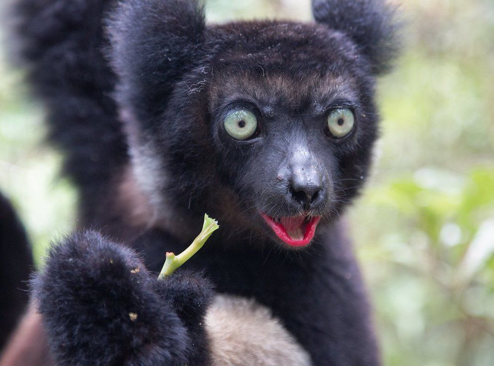 Любопытный индри