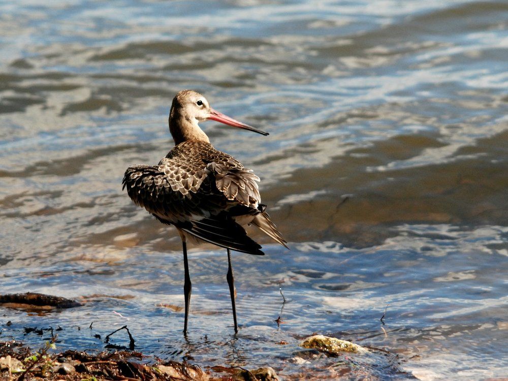 большой веретенник