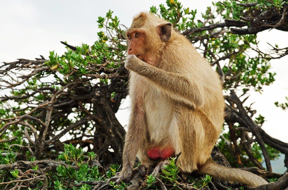 Хозяин острова