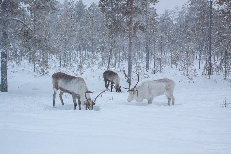 Vladimir Semyonov, Russia