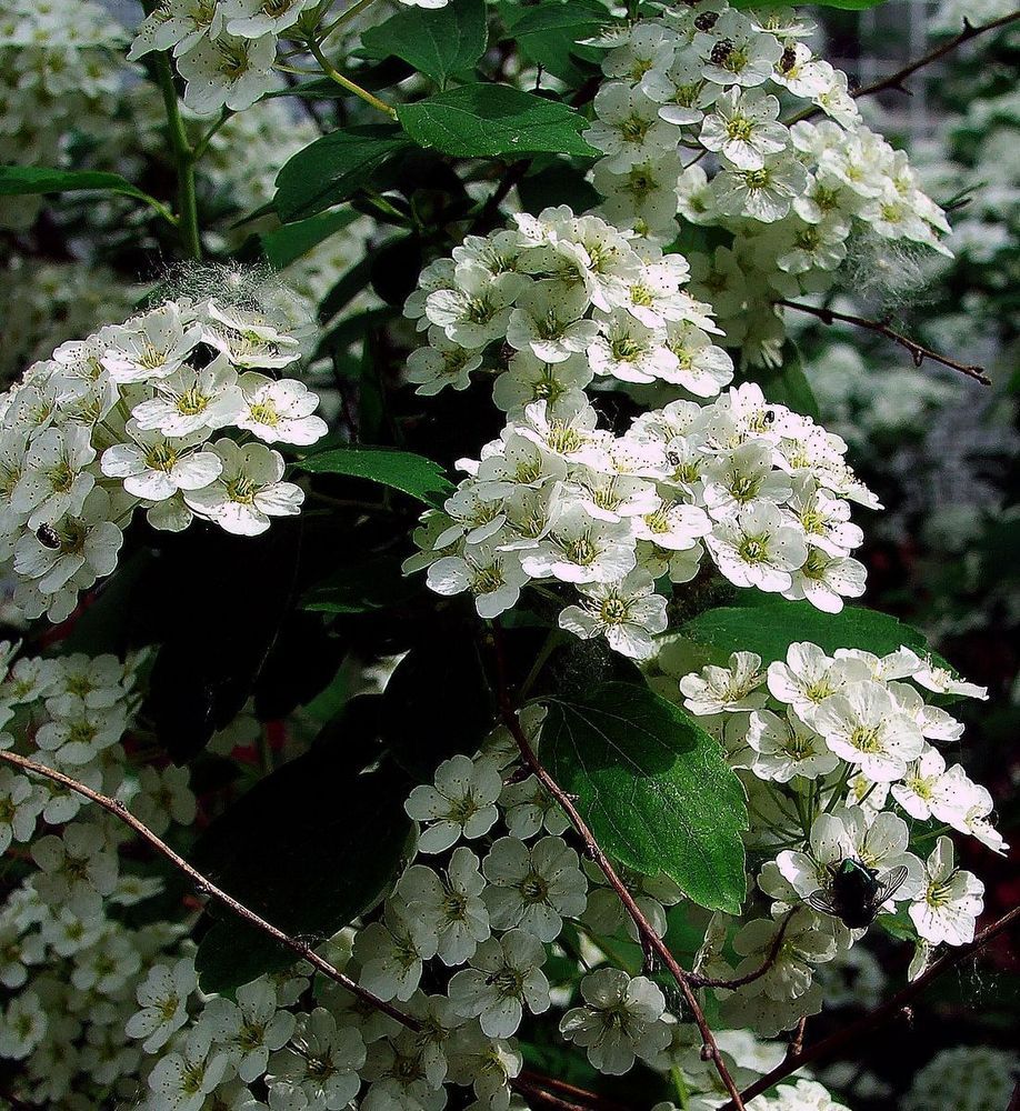 Цветущий май.