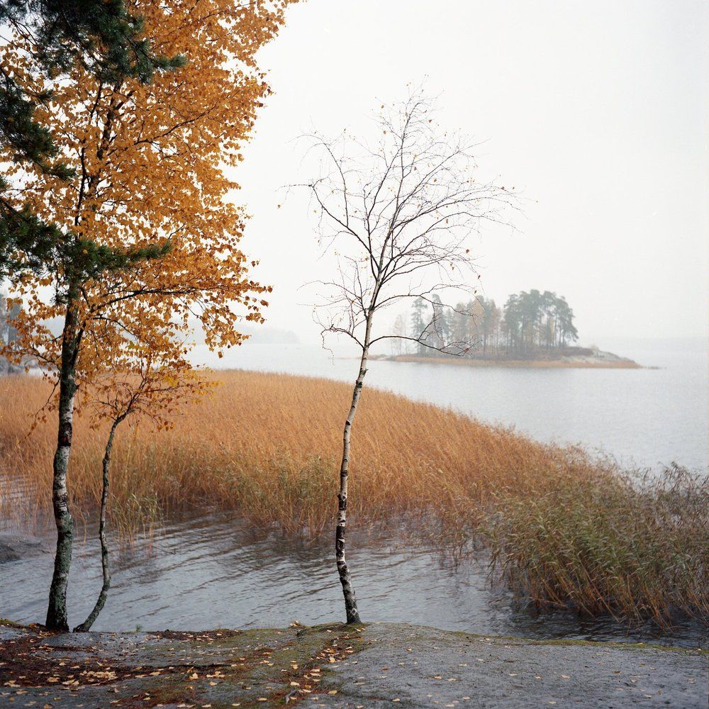 Осень в Монрепо.