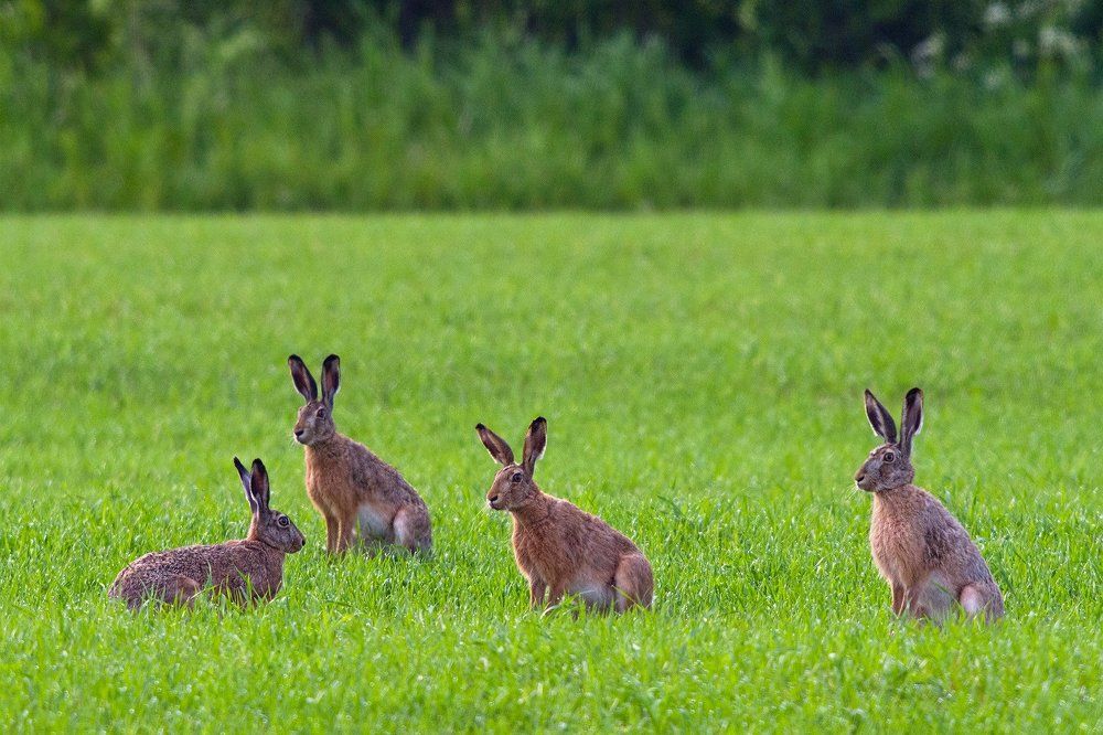 Трудный выбор