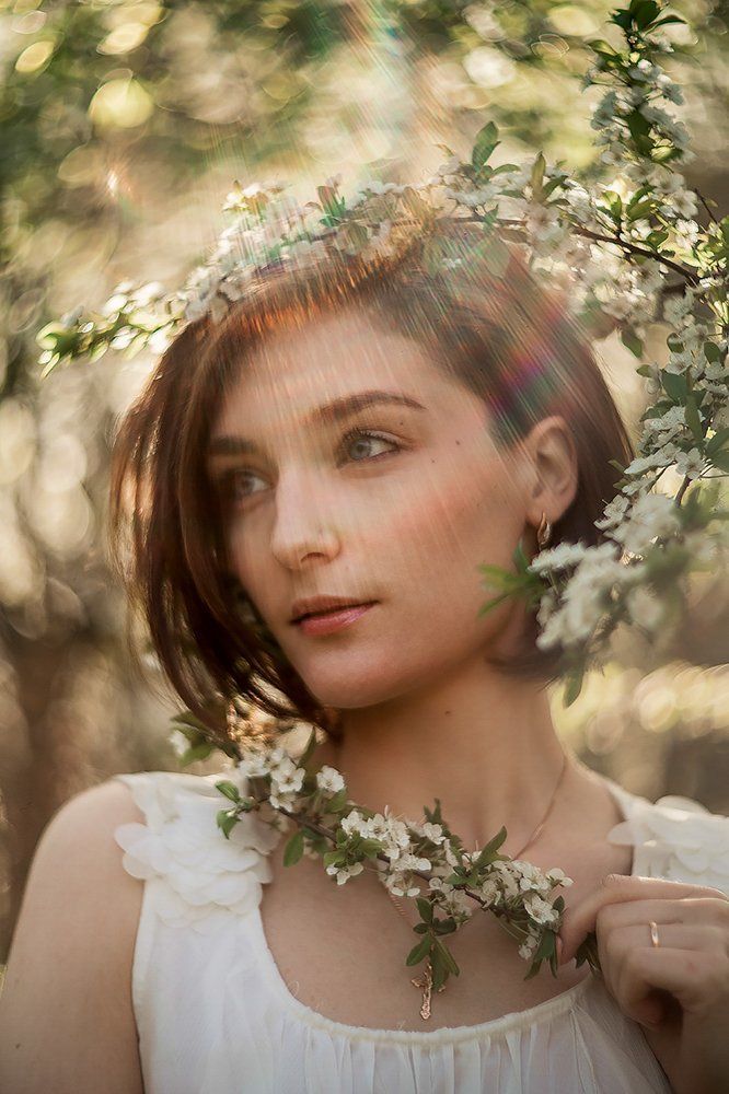 Цветущая вишня