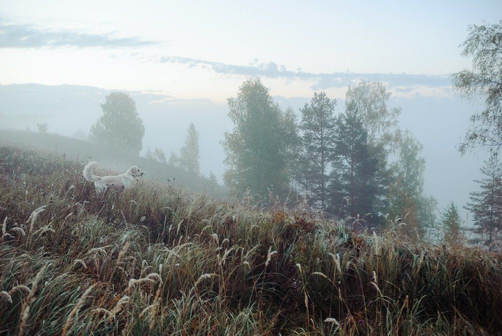Ежик в тумане.