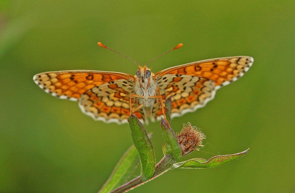 Melitaea cinxia melitée du plantain..