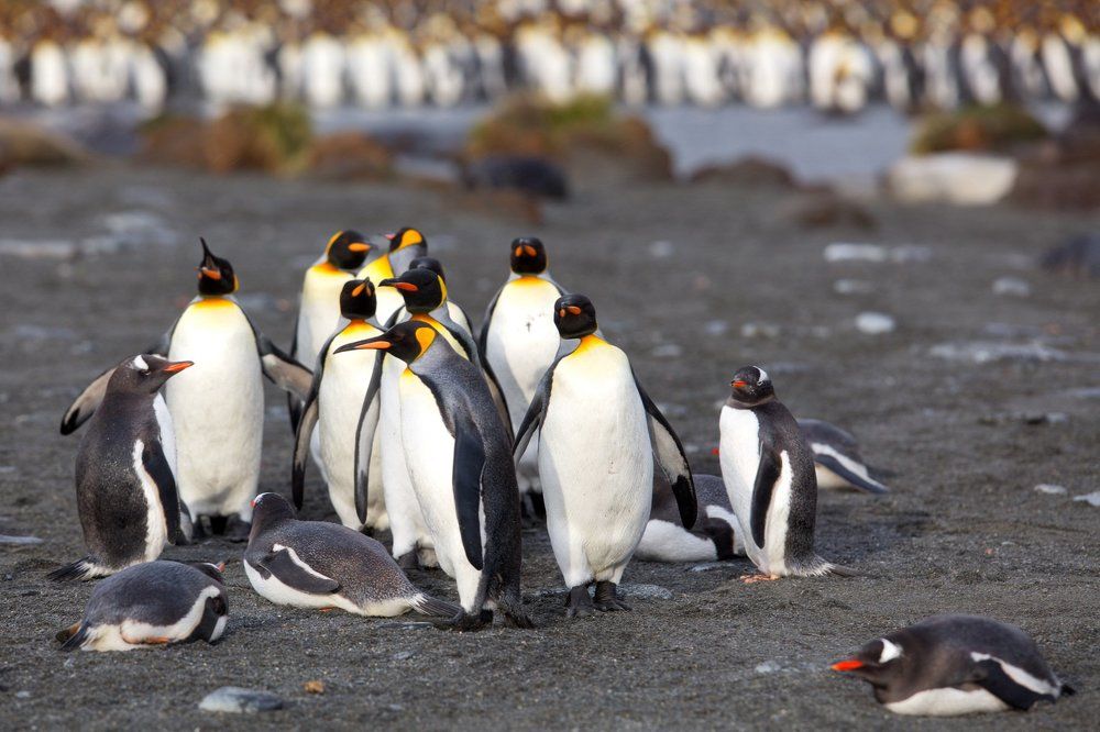 Вы чо тут на нашей территории разлеглись???