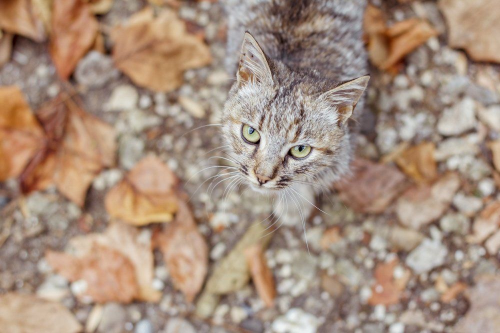 Неожиданная встреча