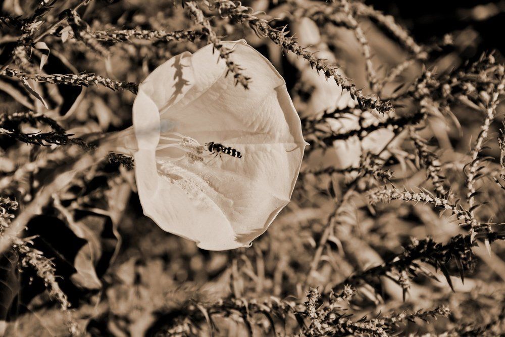 Настройка"излучателя"