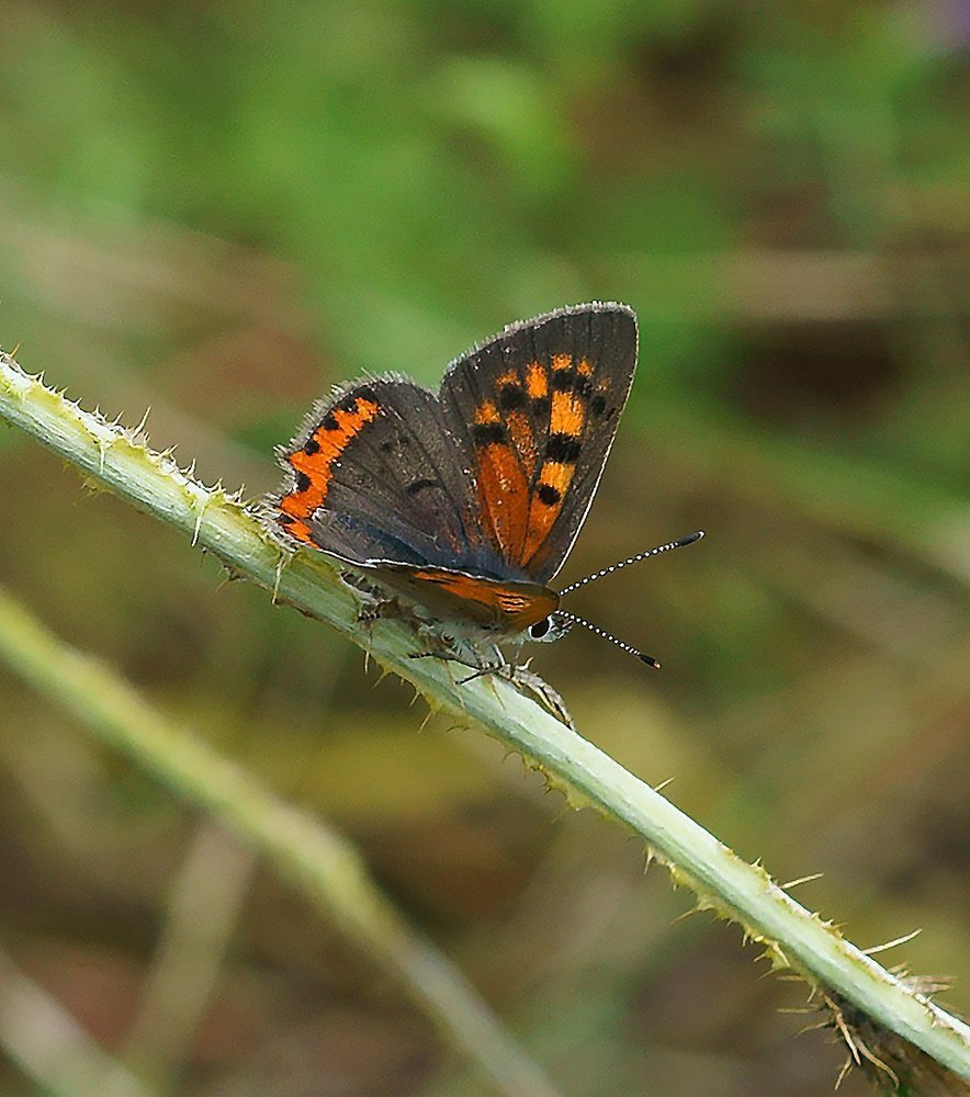 Фотография автора Evgeniya KHOKHLOVA