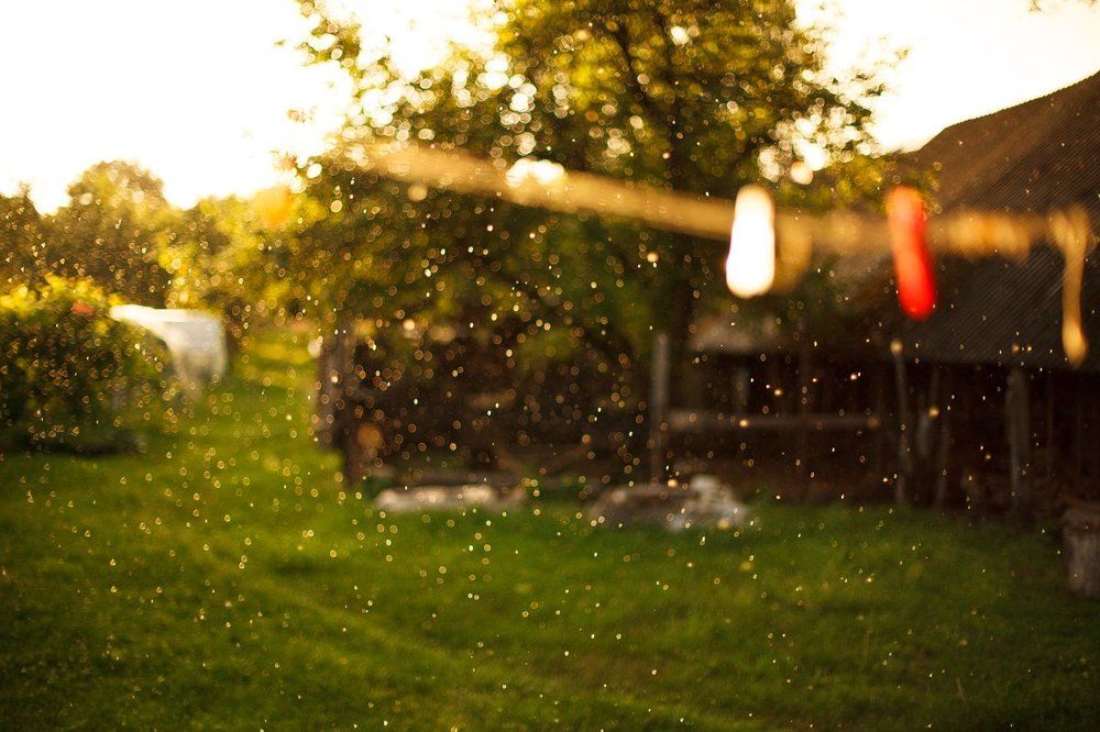 Летний дождь