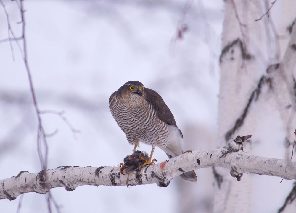 На вершине пищевой цепи