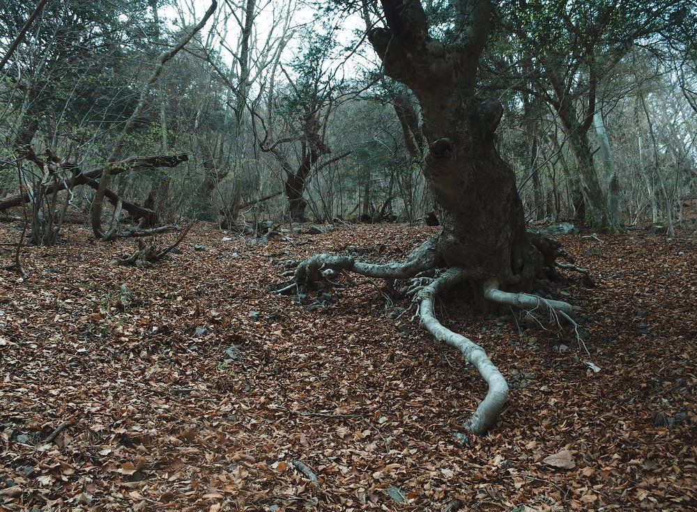 Таинственный лес